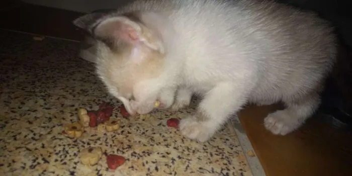 Gato raça vira lata idade Abaixo de 2 meses nome Nina