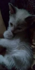Nina