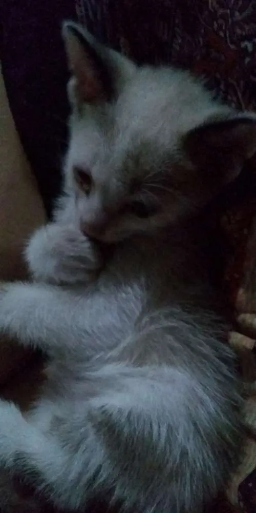 Gato raça vira lata idade Abaixo de 2 meses nome Nina
