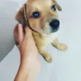 Snoop