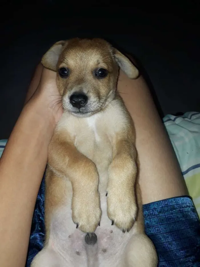 Cachorro ra a Não Sei idade 2 a 6 meses nome Snoop