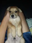 Snoop