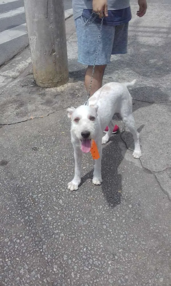 Cachorro ra a Indefinida idade 2 a 6 meses nome Stuart 