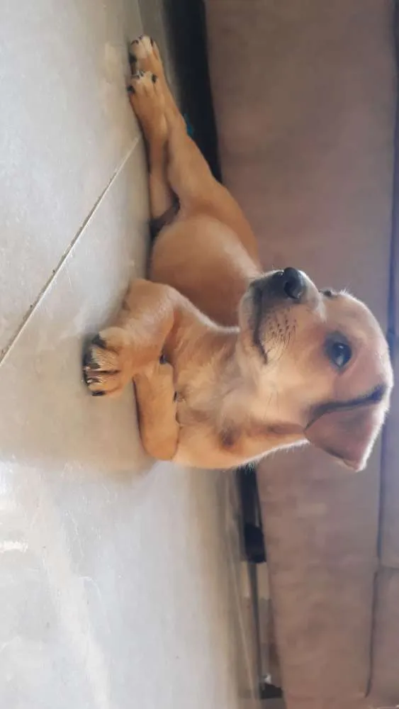 Cachorro ra a Não Sei idade 2 a 6 meses nome Snoop