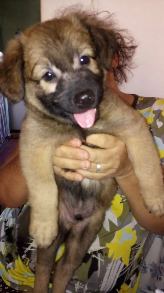 Cachorro raça Srd idade Abaixo de 2 meses nome Sem nome