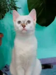 GATA FILHOTE