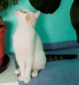 GATA FILHOTE
