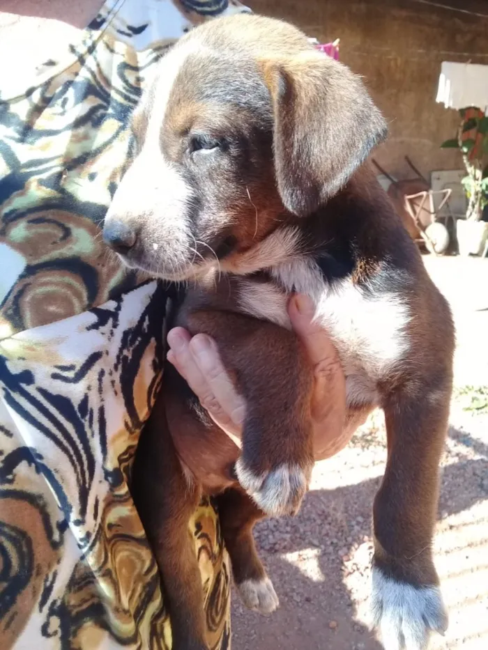 Cachorro ra a Vira lata idade Abaixo de 2 meses nome Sem nome ainda