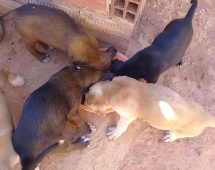 Cachorro ra a Vira lata idade Abaixo de 2 meses nome Sem nome ainda