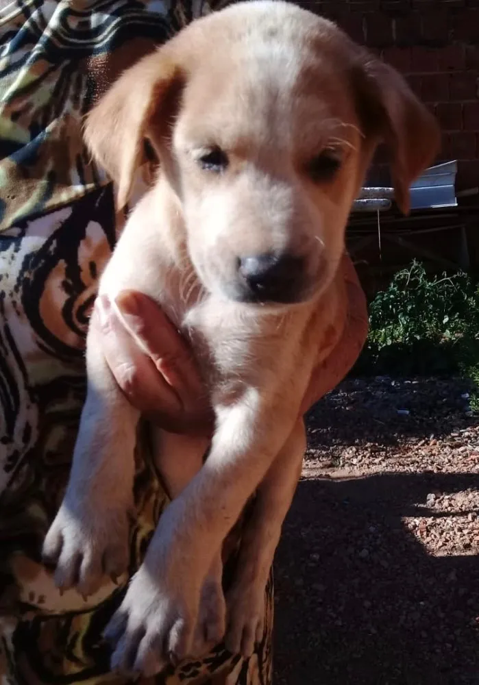 Cachorro ra a Vira lata idade Abaixo de 2 meses nome Sem nome ainda