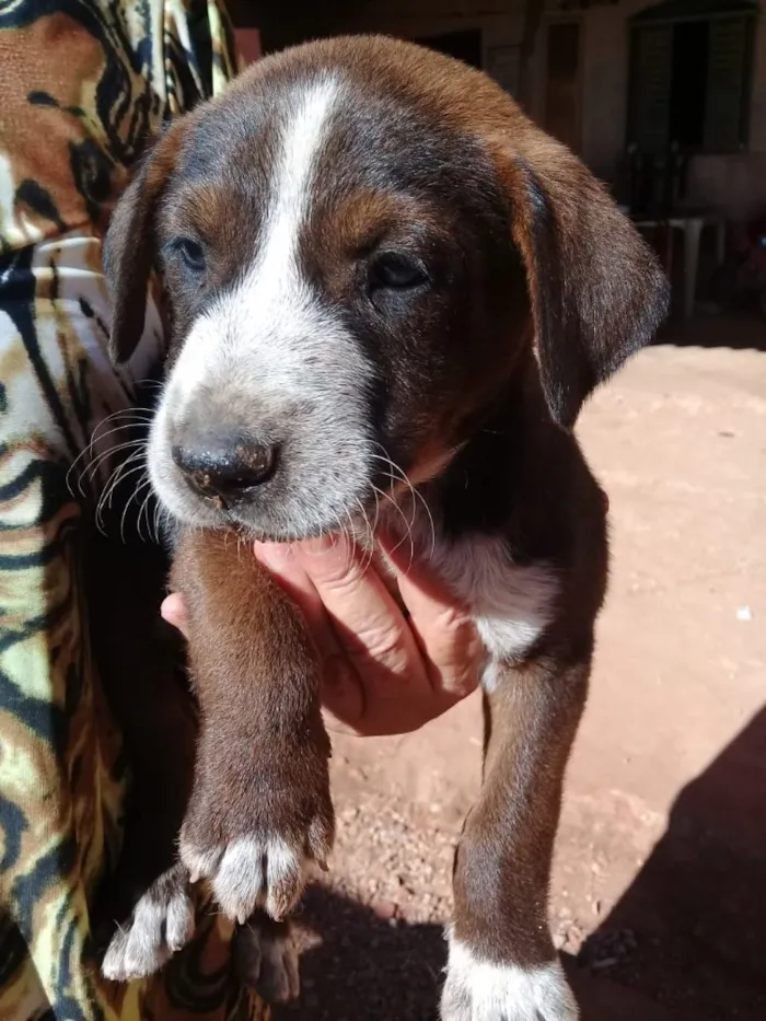 Cachorro ra a Vira lata idade Abaixo de 2 meses nome Sem nome ainda