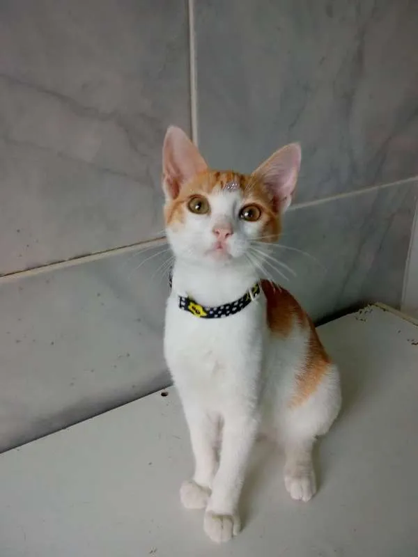 Gato ra a SRD idade 2 a 6 meses nome JUDY