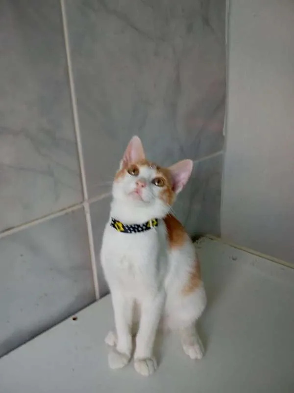 Gato ra a SRD idade 2 a 6 meses nome JUDY