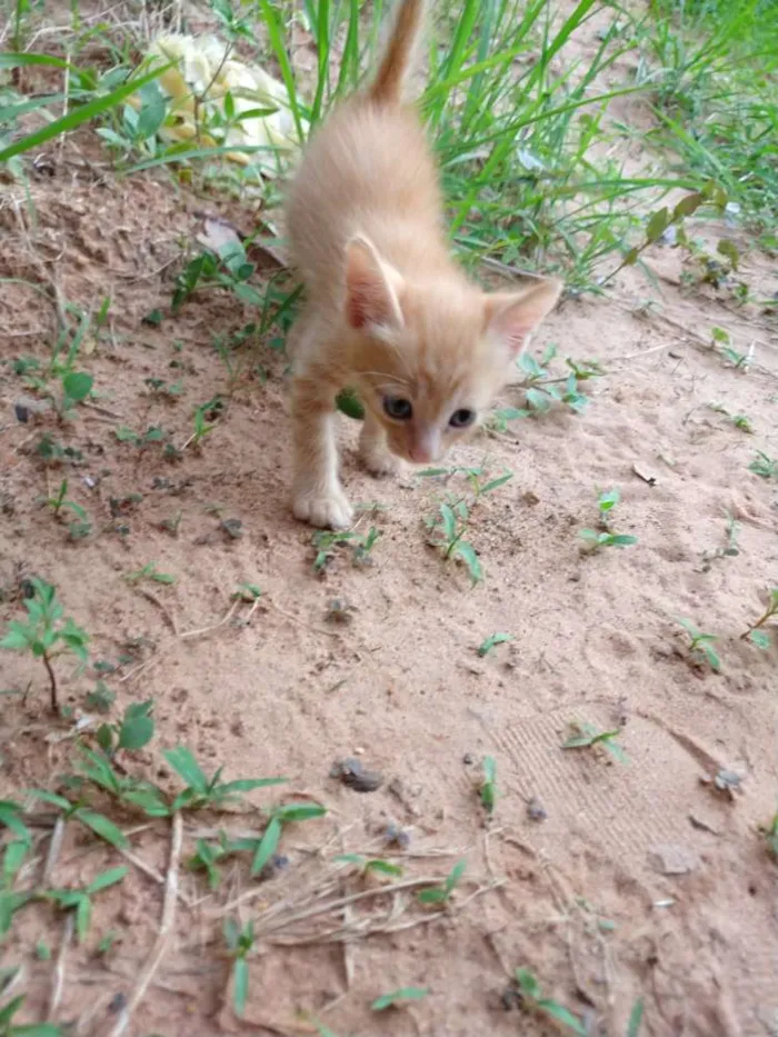 Gato ra a Sem raca idade Abaixo de 2 meses nome Gatinho