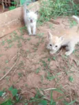 Gatinho