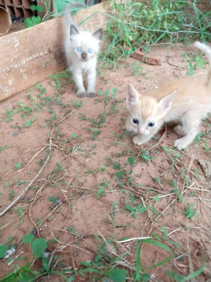 Gato ra a Sem raca idade Abaixo de 2 meses nome Gatinho