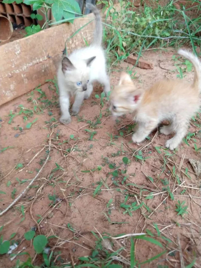 Gato ra a Sem raca idade Abaixo de 2 meses nome Gatinho
