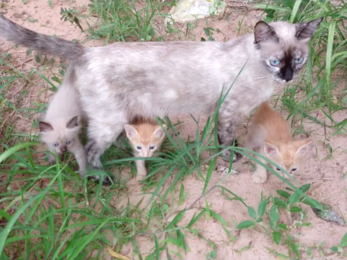 Gato ra a Sem raca idade Abaixo de 2 meses nome Gatinho