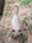 Gatinho
