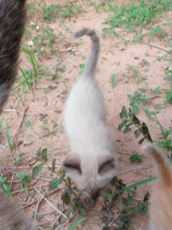 Gato ra a Sem raca idade Abaixo de 2 meses nome Gatinho