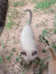Gatinho