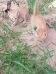 Gatinho