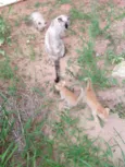 Gatinho
