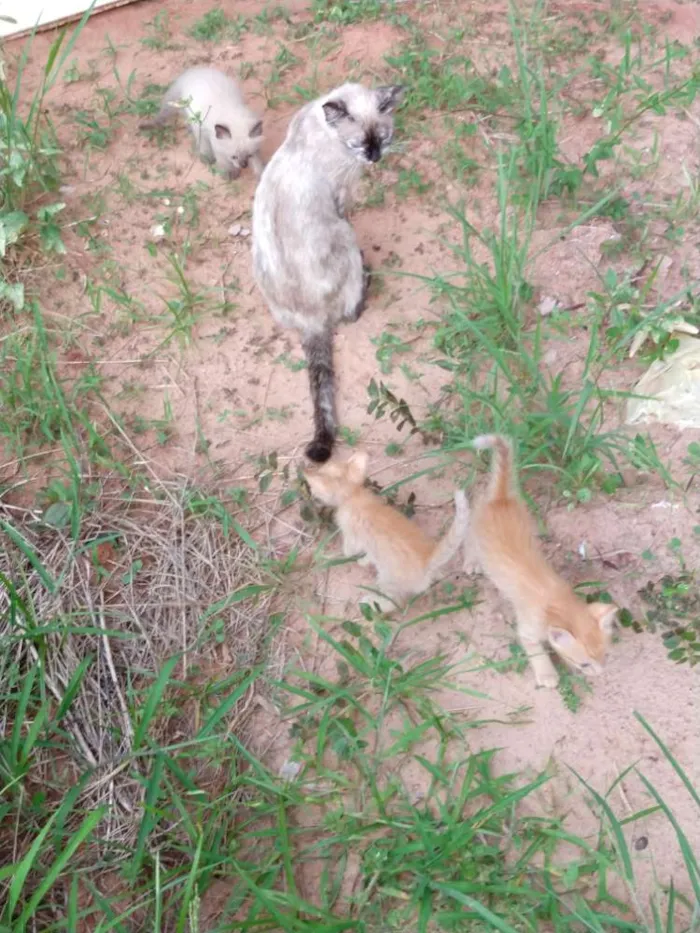 Gato ra a Sem raca idade Abaixo de 2 meses nome Gatinho