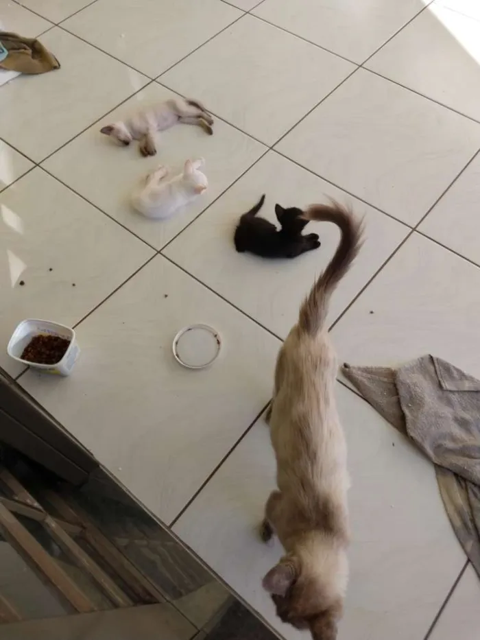 Gato ra a Sem raca idade Abaixo de 2 meses nome Gatinho