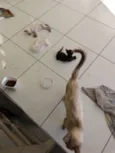 Gatinho