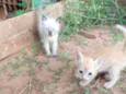 Gatinho