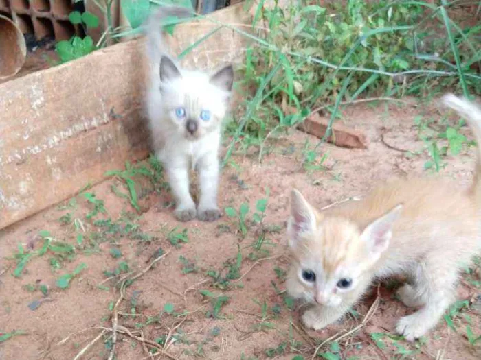 Gato ra a Sem raca idade Abaixo de 2 meses nome Gatinho