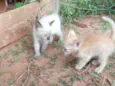 Gatinho