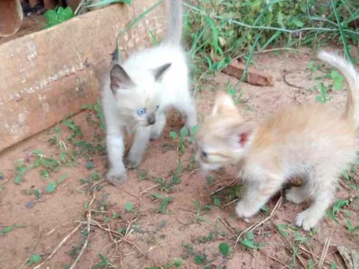 Gato ra a Sem raca idade Abaixo de 2 meses nome Gatinho