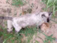 Gatinho