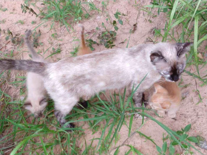 Gato ra a Sem raca idade Abaixo de 2 meses nome Gatinho
