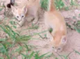 Gatinho