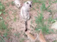 Gatinho