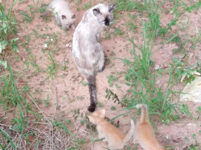 Gato ra a Sem raca idade Abaixo de 2 meses nome Gatinho