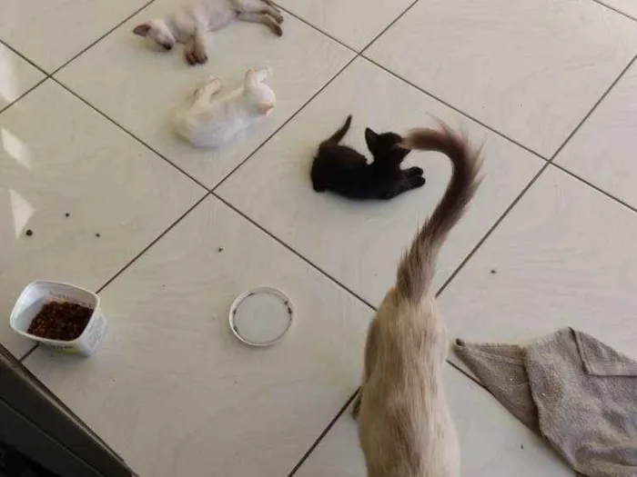 Gato ra a Sem raca idade Abaixo de 2 meses nome Gatinho