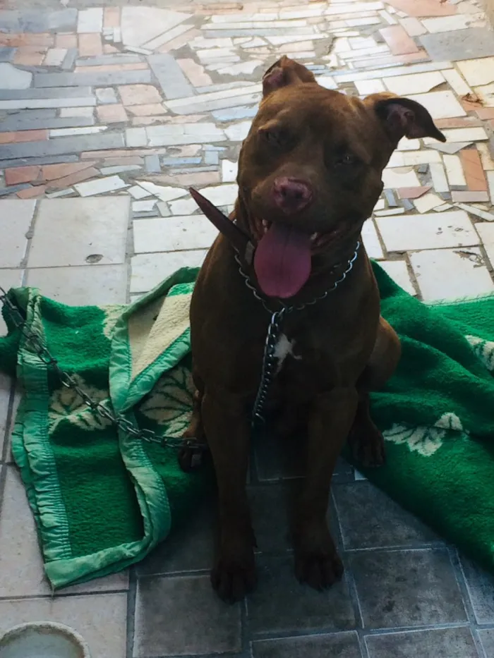 Cachorro raça Pitbull idade 1 ano nome Pumba