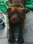 Pumba