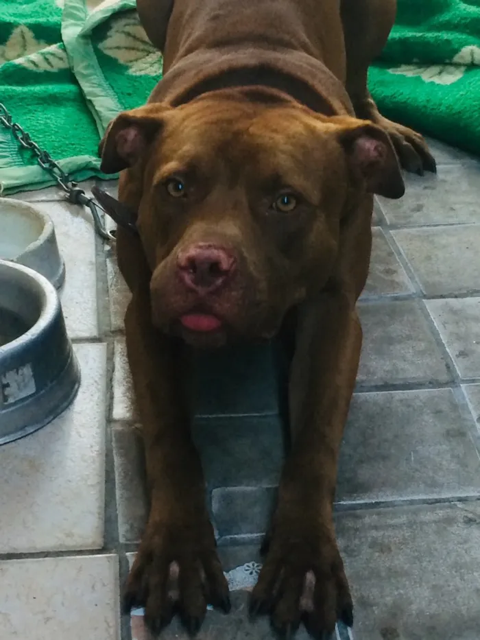 Cachorro raça Pitbull idade 1 ano nome Pumba