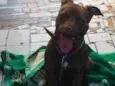 Pumba