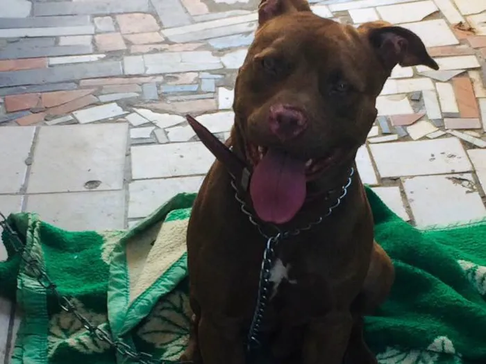 Cachorro raça Pitbull idade 1 ano nome Pumba