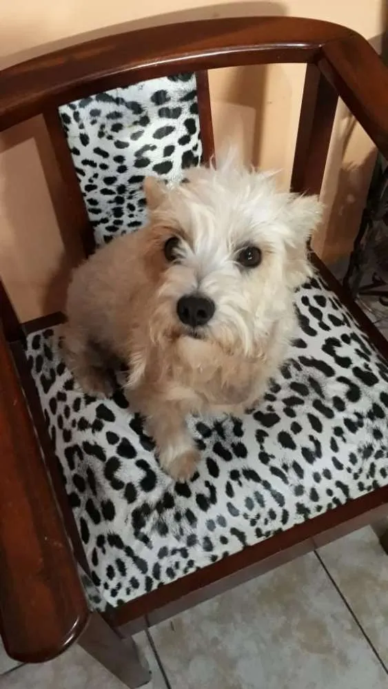 Cachorro ra a Mestiça  idade 2 anos nome Peteka 