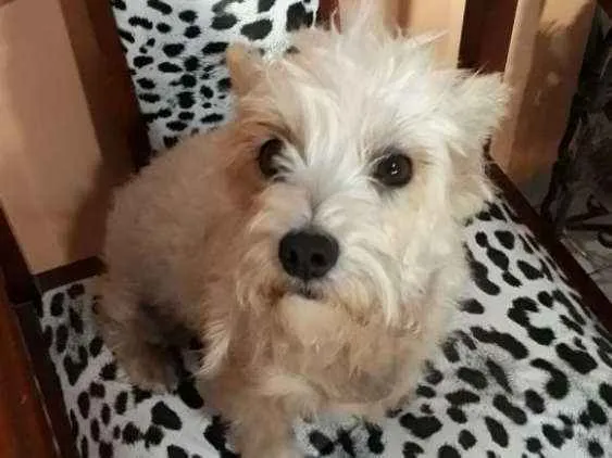 Cachorro ra a Mestiça  idade 2 anos nome Peteka 