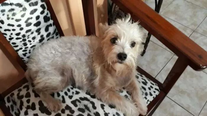 Cachorro ra a Mestiça  idade 2 anos nome Peteka 