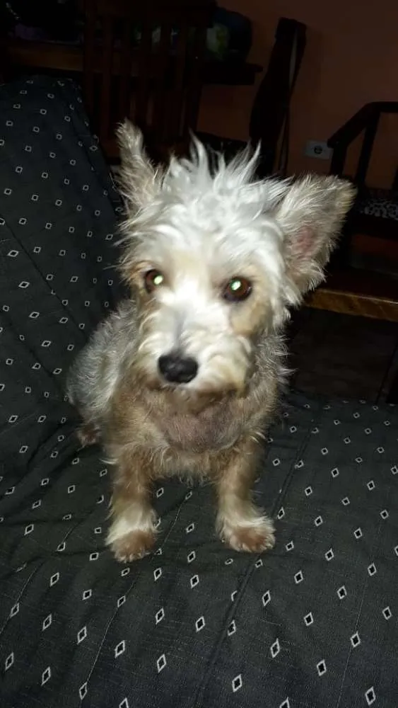 Cachorro ra a Mestiça  idade 2 anos nome Peteka 