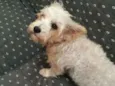 Peteka 